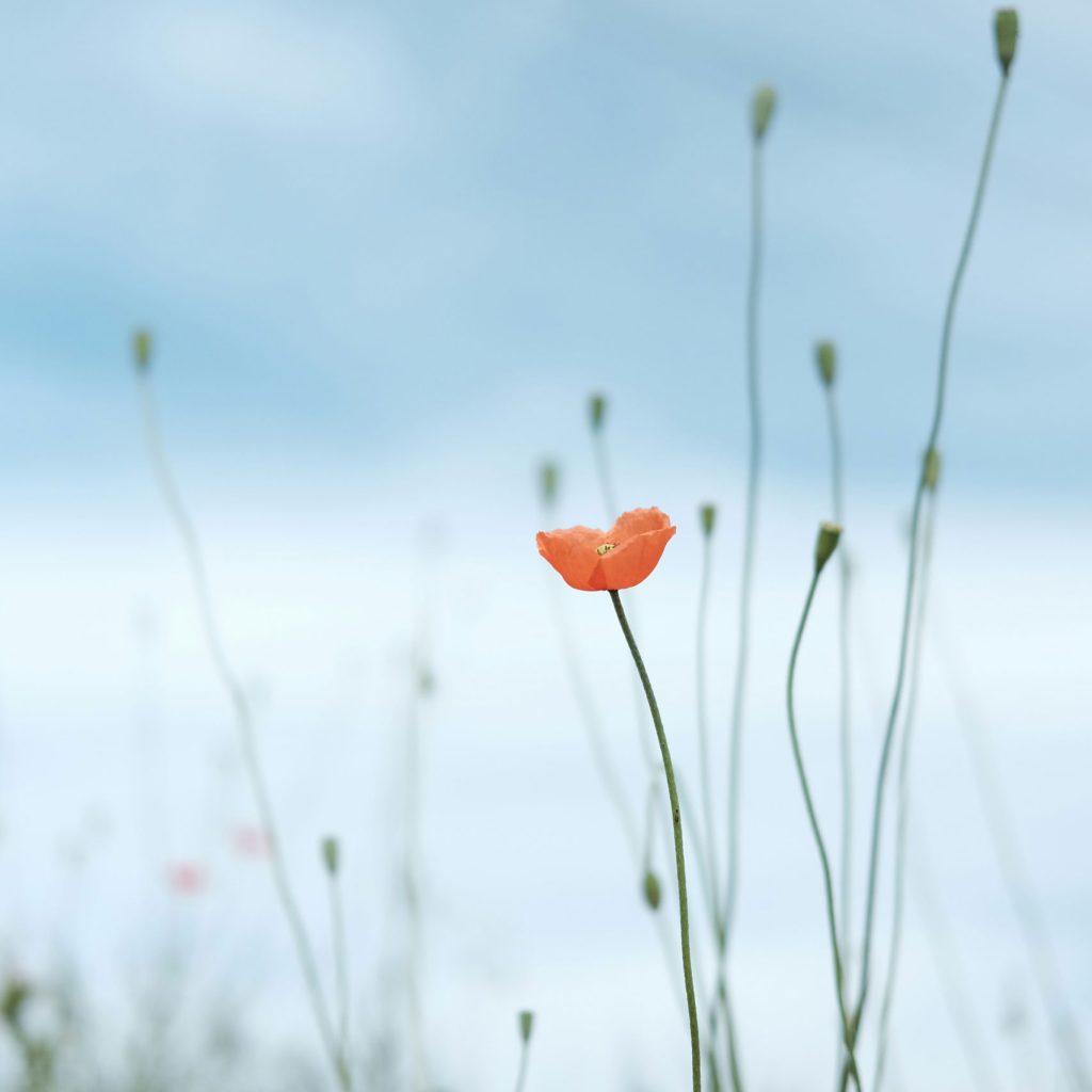 Eine einzelne rote Mohnblume steht blühend im Feld