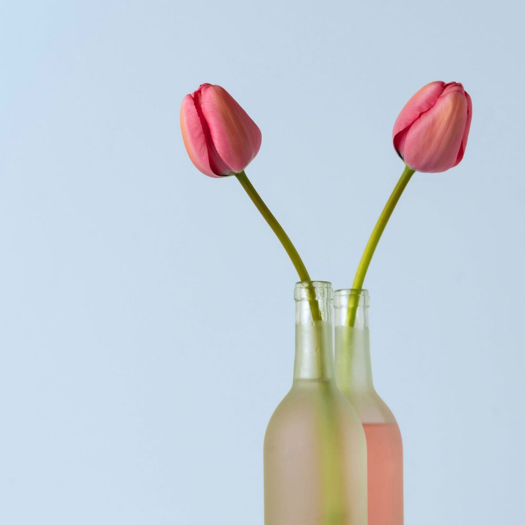 Zwei rosafarbene Tulpen in einer Vase, Blütenköpfe zeigen in entgegengesetzte Richtungen