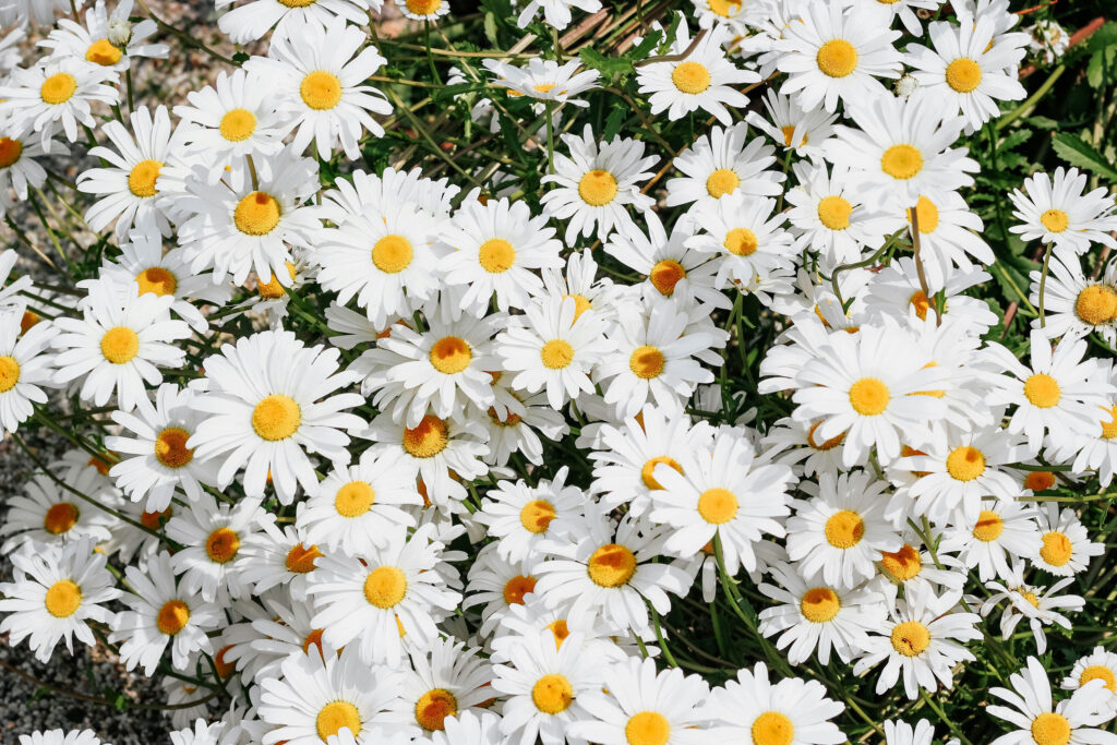Wiese mit vielen weißblühenden Gänseblümchen